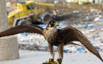 Les concentrations d’oiseaux