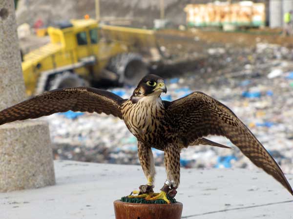 Les concentrations d’oiseaux